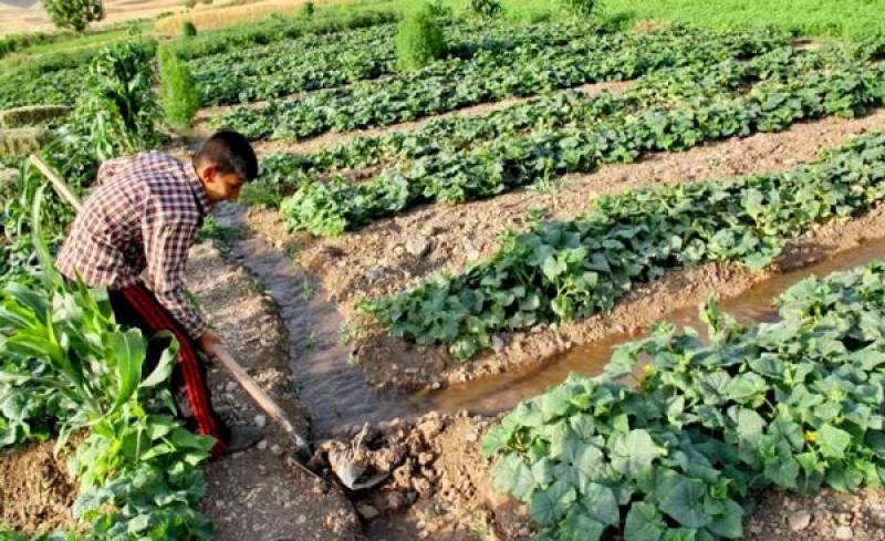 تحقق سیاست‌های الگوی کشت مستلزم اهرم‌های ایجابی و بازدارنده